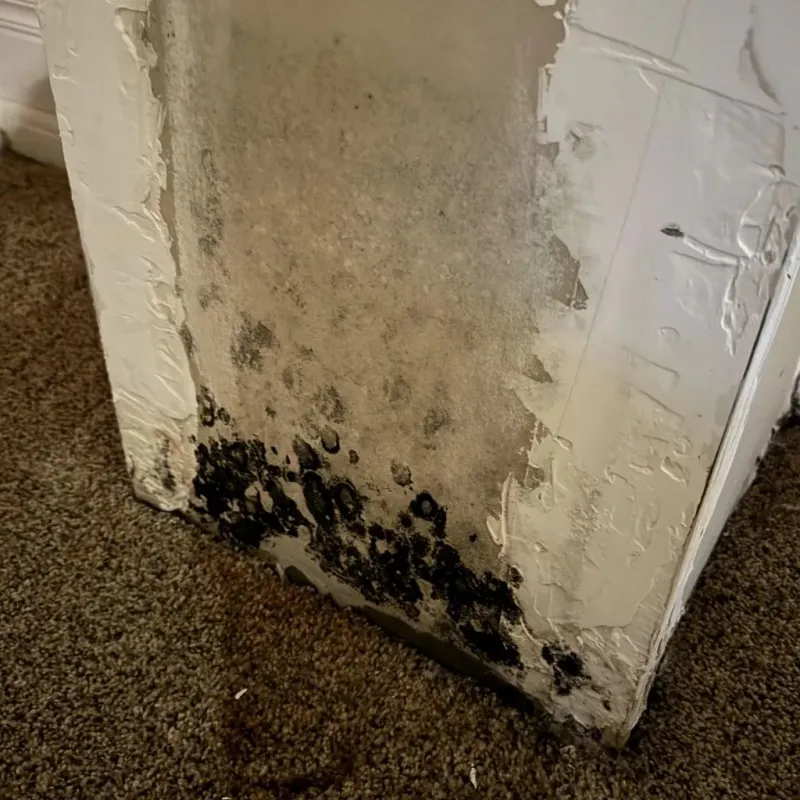 Professional Mold Removal in Loganville, PA